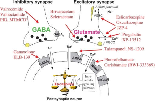 How does Gabapentin Work ?